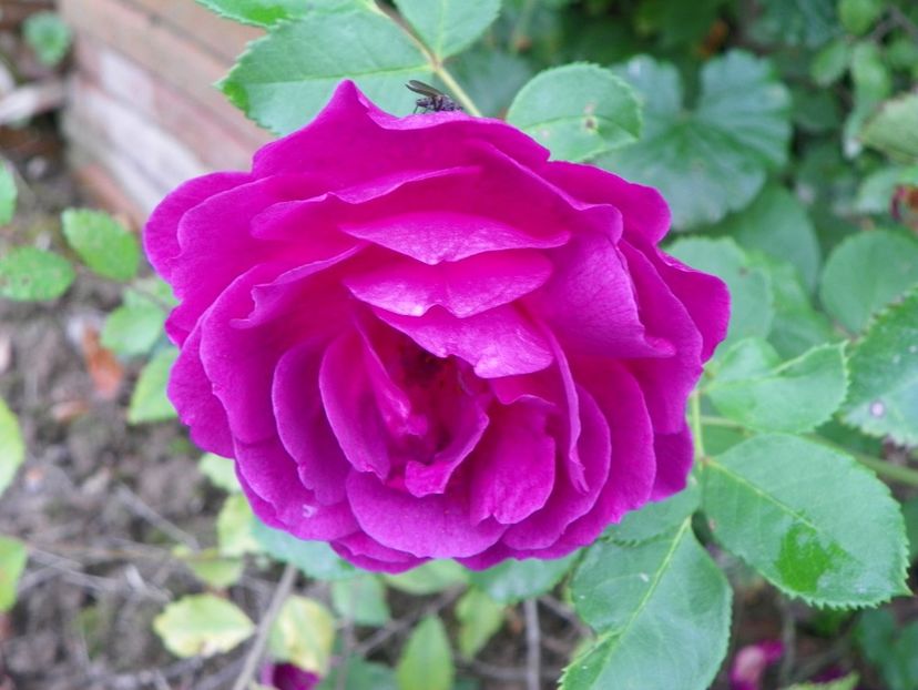 Ebb Tide - Trandafiri 2019 4