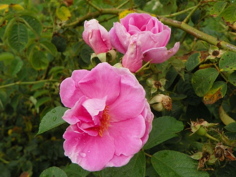 Sarah van Fleet - Trandafiri 2019 4