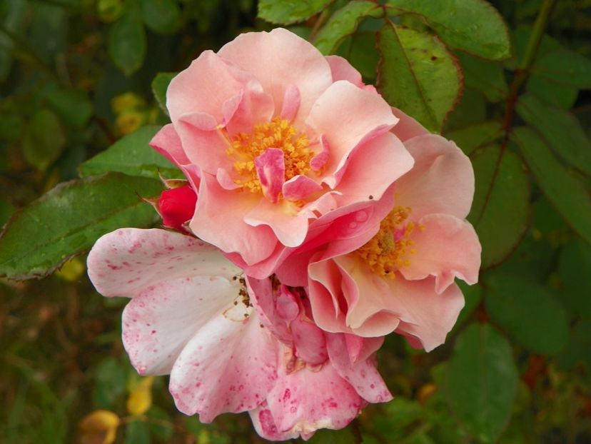 Clair Matin - Trandafiri 2019 4