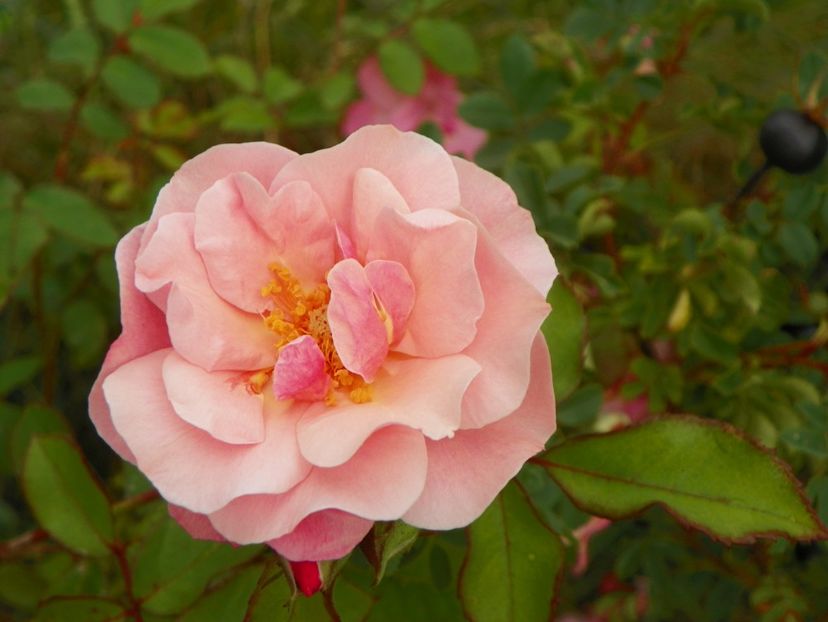 Clair Matin - Trandafiri 2019 4