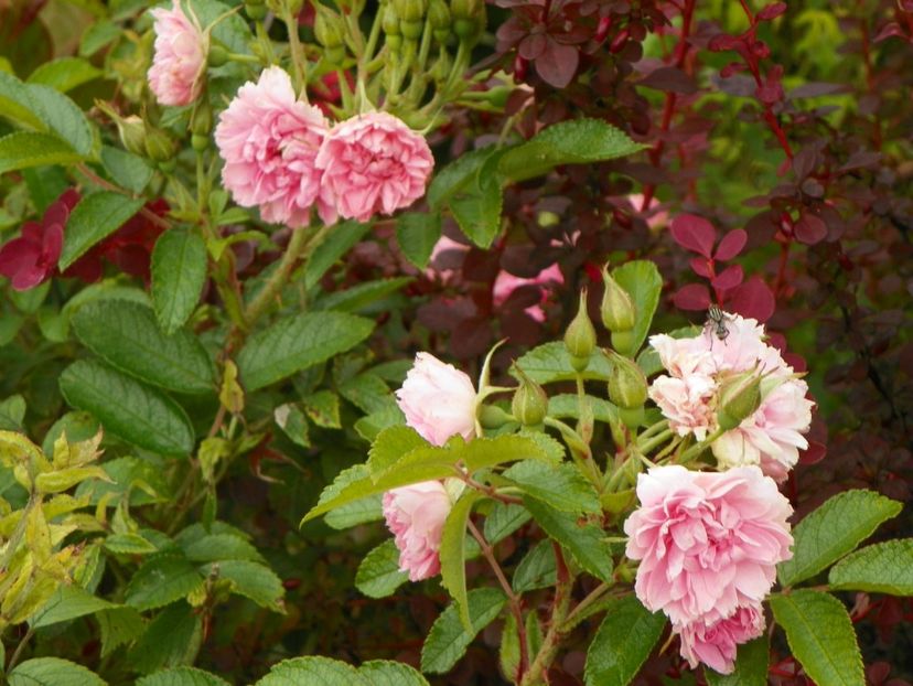 Pink Roadrunner - Trandafiri 2019 4