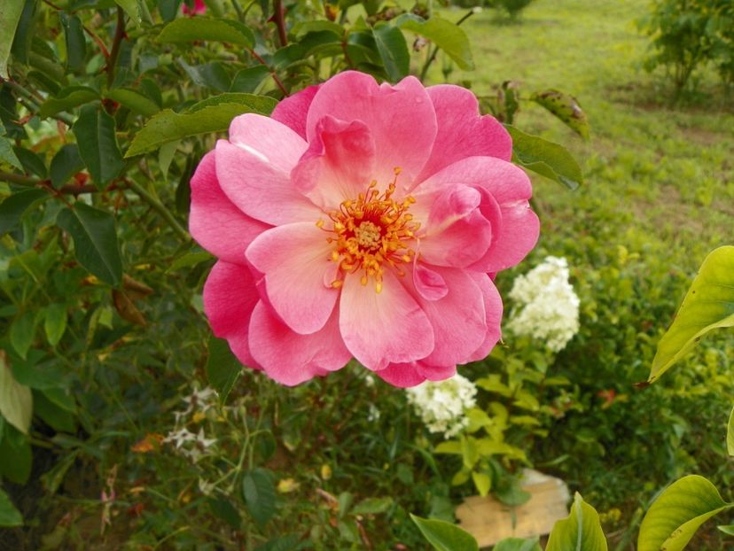 Marchenland - Trandafiri 2019 4