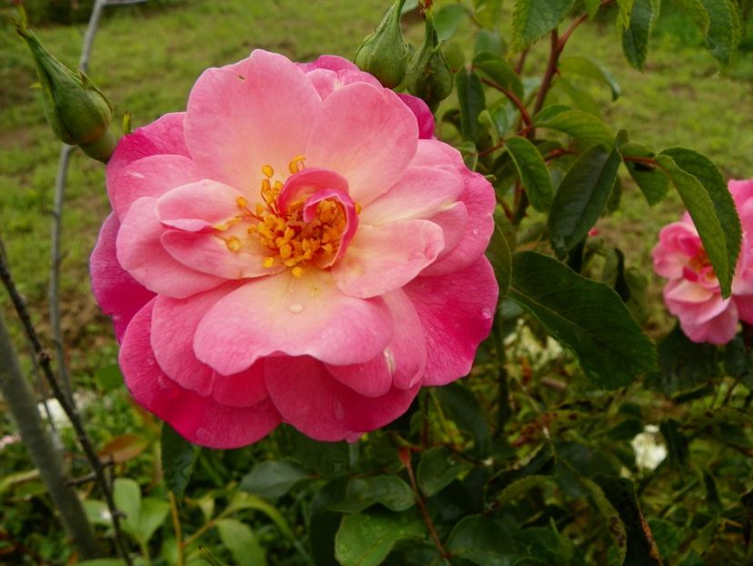 Marchenland - Trandafiri 2019 4