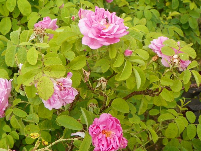 Autumn Damask - Trandafiri 2019 4