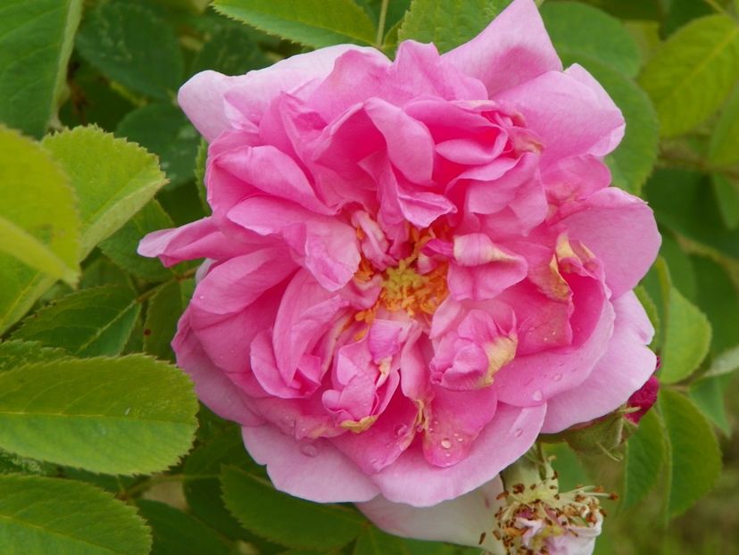 Autumn Damask - Trandafiri 2019 4