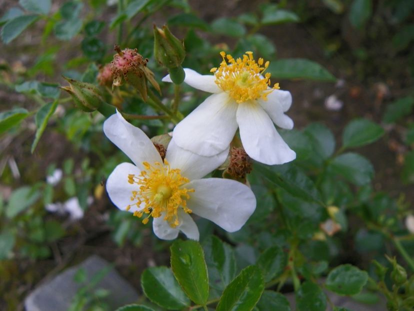 Snow Star - Trandafiri 2019 4