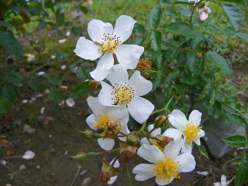 Snow Star - Trandafiri 2019 4