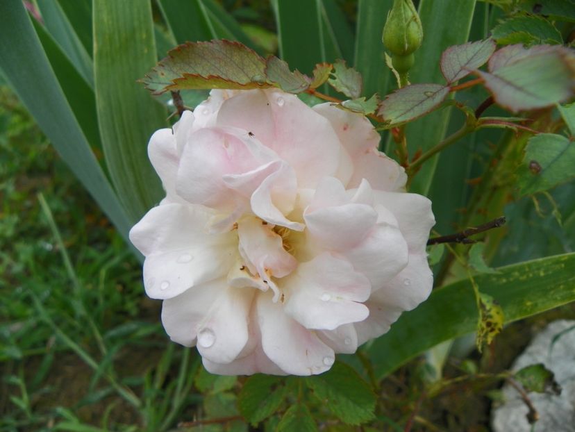 Morden Blush - Trandafiri 2019 4