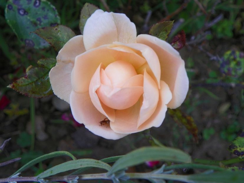 Ambridge Rose - Trandafiri 2019 4