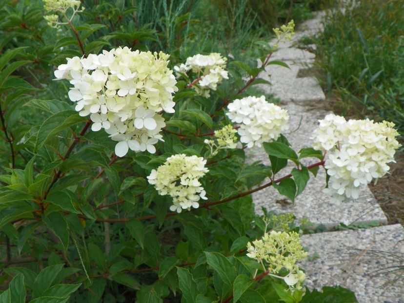 hydrangea pan. Vanille Fraise - Dobarland 2019 3