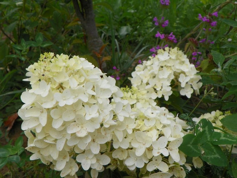 hydrangea pan. Silver Dollar - Dobarland 2019 3