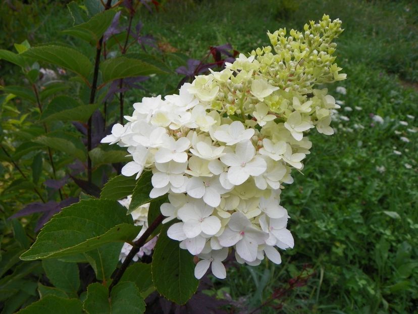 hydrangea pan. Fraise Melba - Dobarland 2019 3