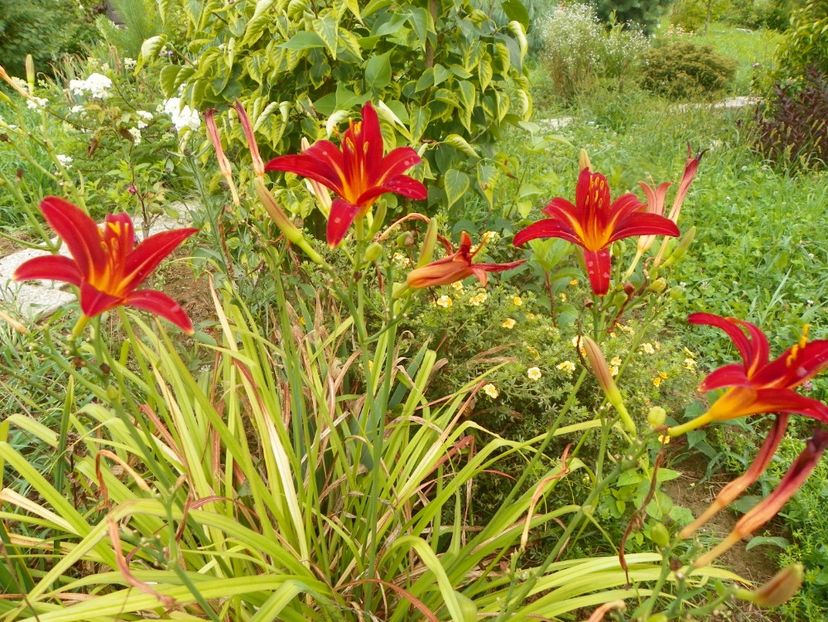 hemerocallis Crimson Pirate - Dobarland 2019 3
