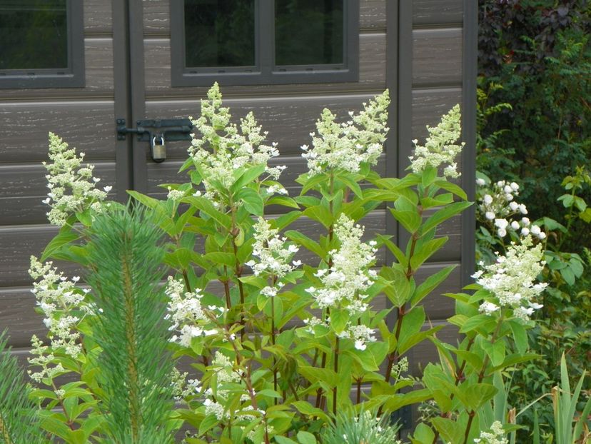 hydrangea pan. Mega Mindy - Dobarland 2019 3