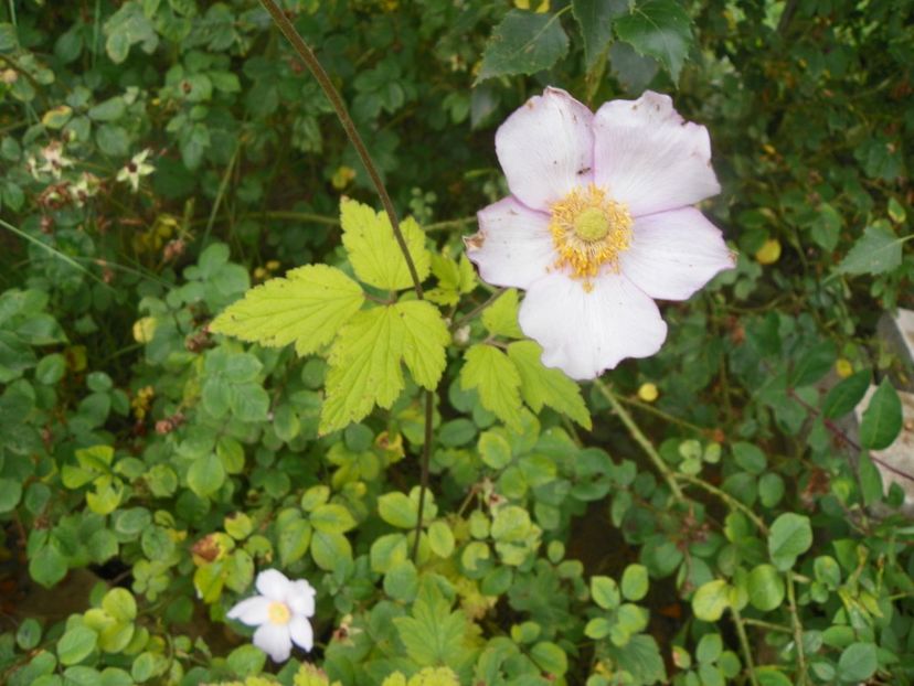 anemona hupehensis - Dobarland 2019 3