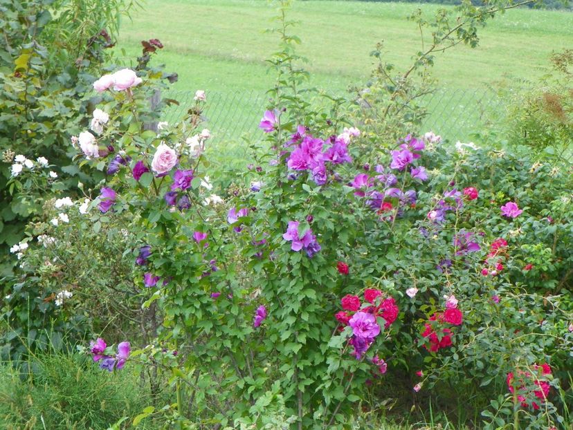 hibiscus syr. Duc de Brabant, Rody, James Galway - Dobarland 2019 3