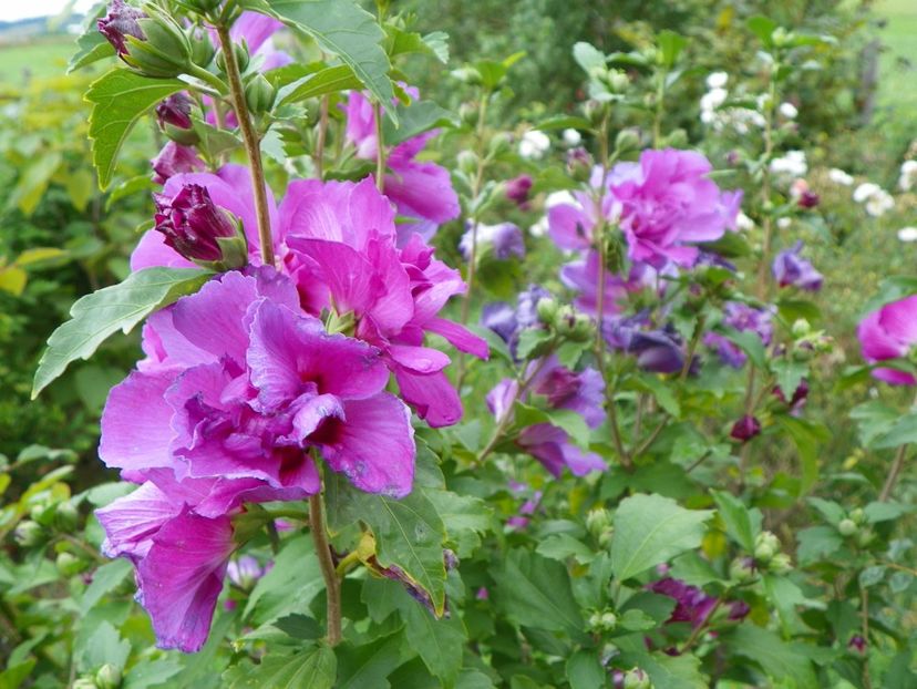 hibiscus syr. Duc de Brabant - Dobarland 2019 3