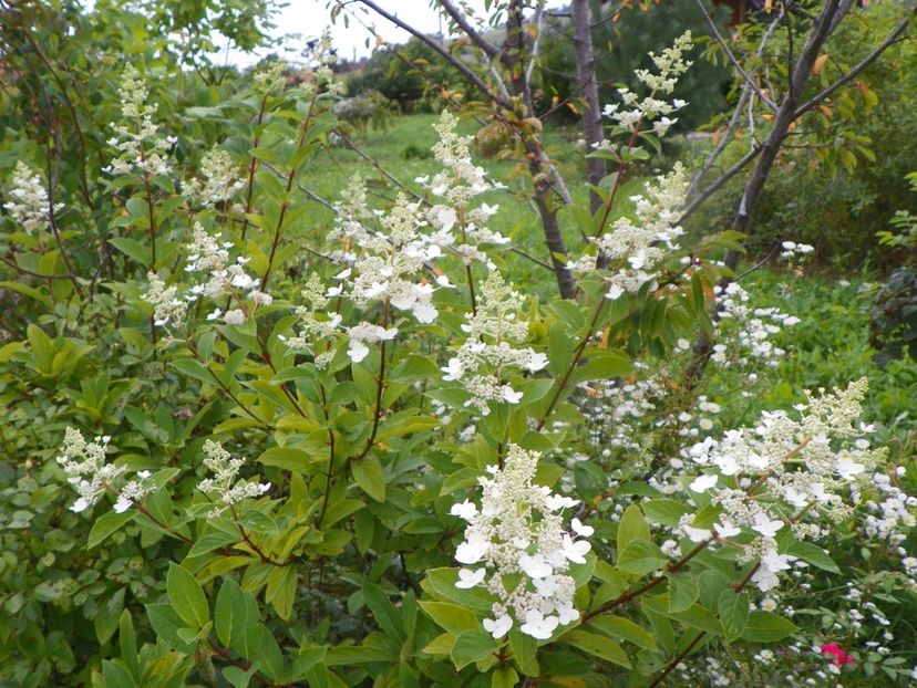 hydrangea pan. Unique - Dobarland 2019 3