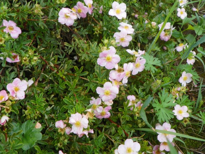 potentilla Lovely Pink - Dobarland 2019 3