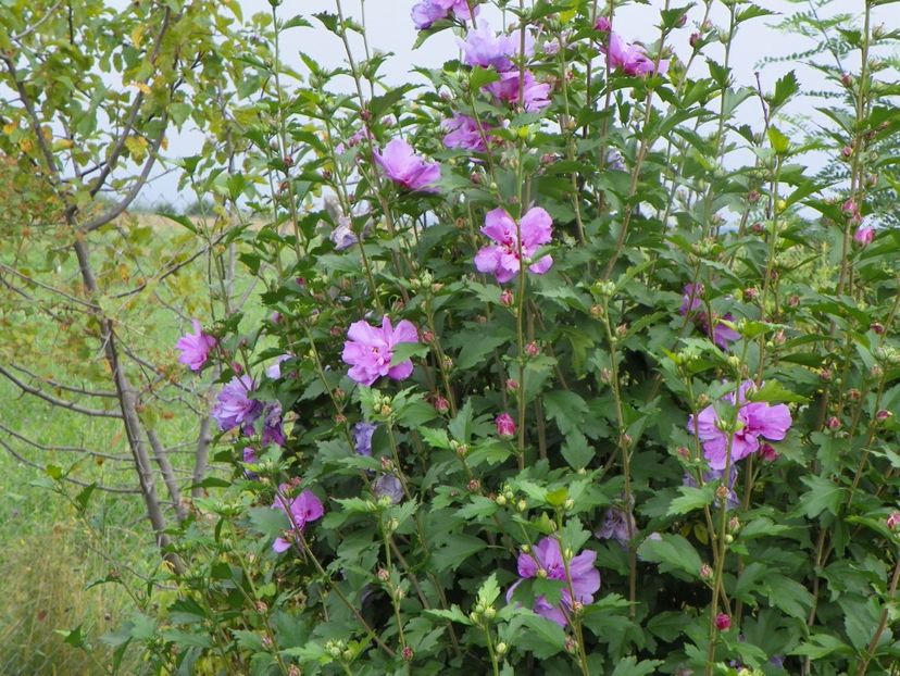 hibiscus syriacus Ardens - Dobarland 2019 3