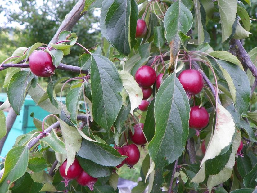 malus Cheals Weeping - Dobarland 2019 3
