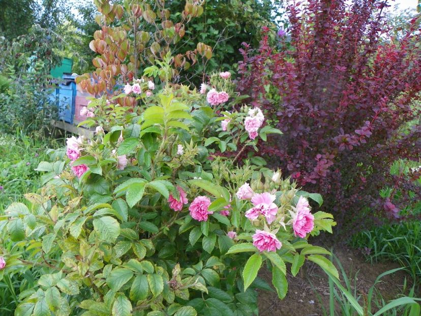 Pink Grootendorst - Dobarland 2019 3