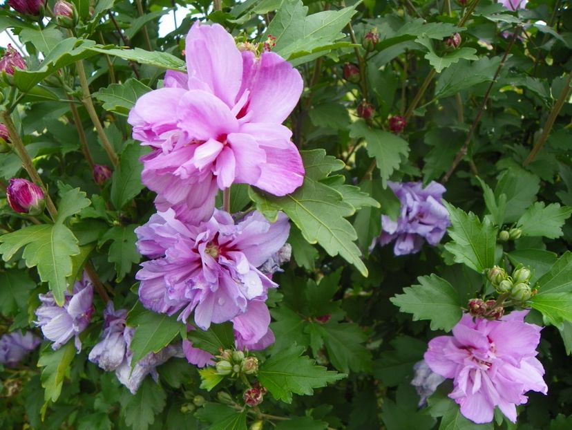 hibiscus syriacus Ardens - Dobarland 2019 3