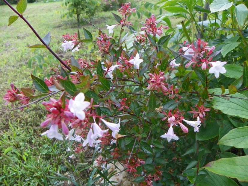 abelia grandiflora - Dobarland 2019 3