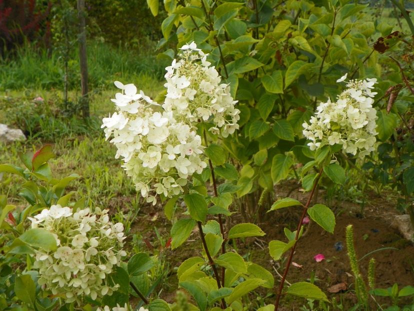 hydranga pan. Magical Moonlight - Dobarland 2019 3