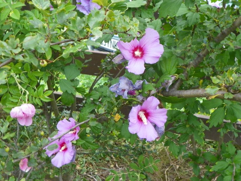 hibiscus syriacus - Dobarland 2019 3