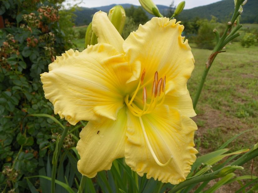 hemerocallis Yazoo Elsie Hintson - Dobarland 2019 3