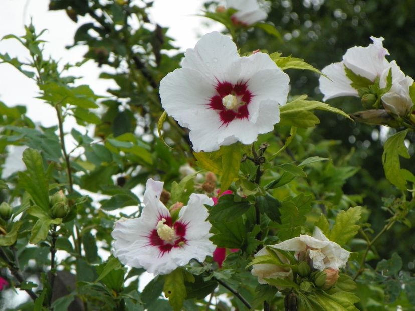 hibiscus syriacus - Dobarland 2019 3