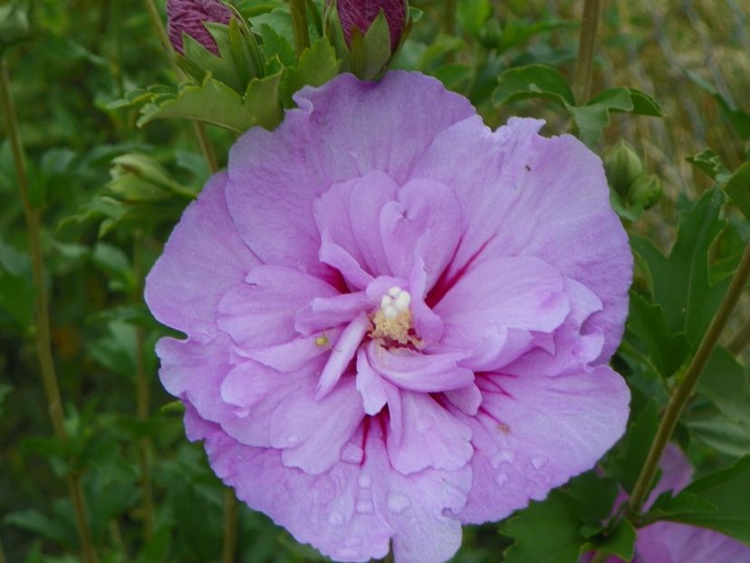 hibiscus syriacus Lavender Chiffon - Dobarland 2019 3