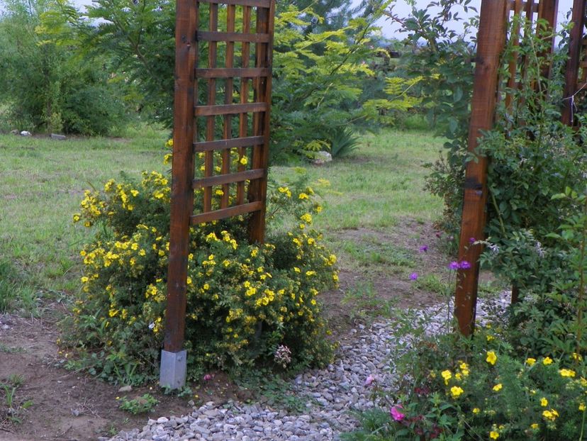 potentilla Goldfinger - Dobarland 2019 3