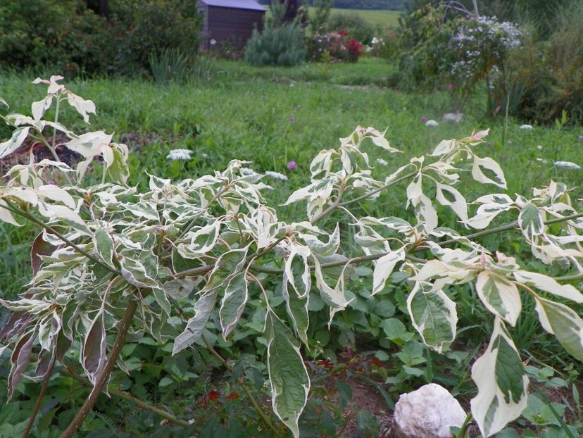 cornus controversa Variegata - Dobarland 2019 3