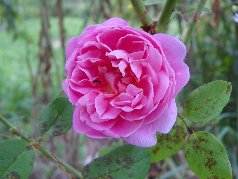 Cottage Rose - Trandafiri 2019 4
