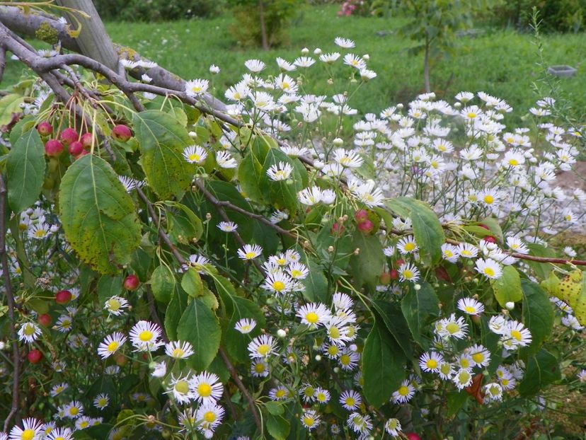 erigeron annuus - Dobarland 2019 3