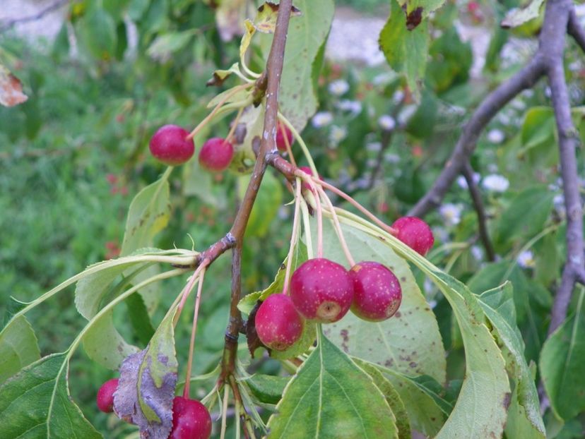 malus Sun Rival - Dobarland 2019 3