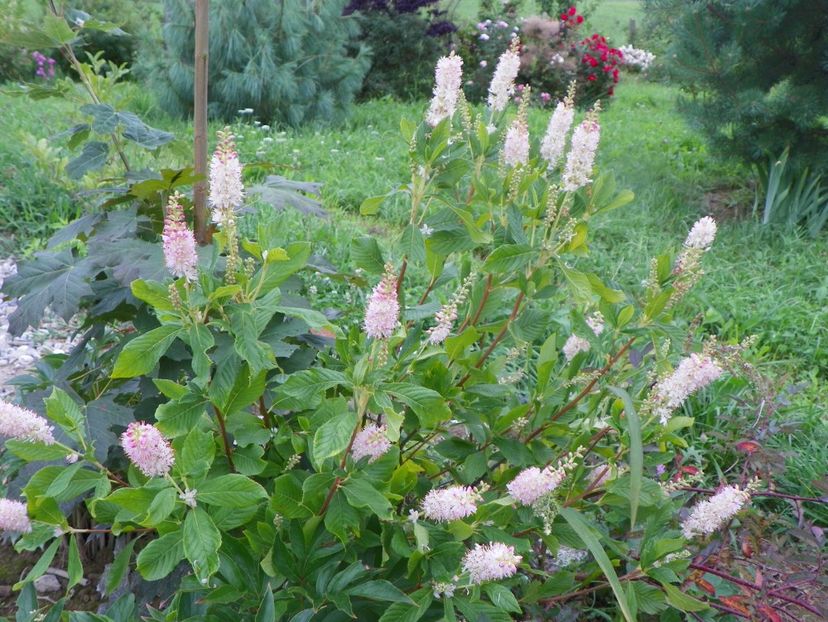 clethra alnifolia Rosea - Dobarland 2019 3