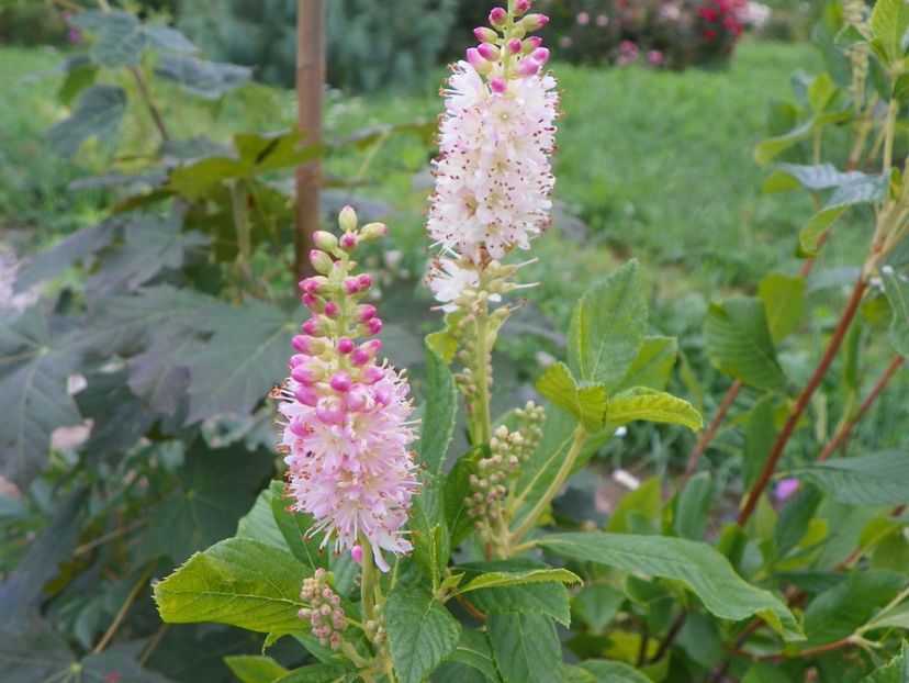 clethra alnifolia Rosea - Dobarland 2019 3