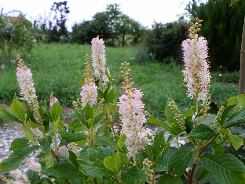 clethra alnifolia Rosea - Dobarland 2019 3