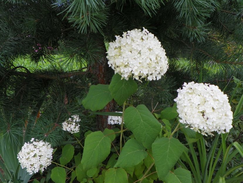 hydrangea arb. Annabell - Dobarland 2019 3