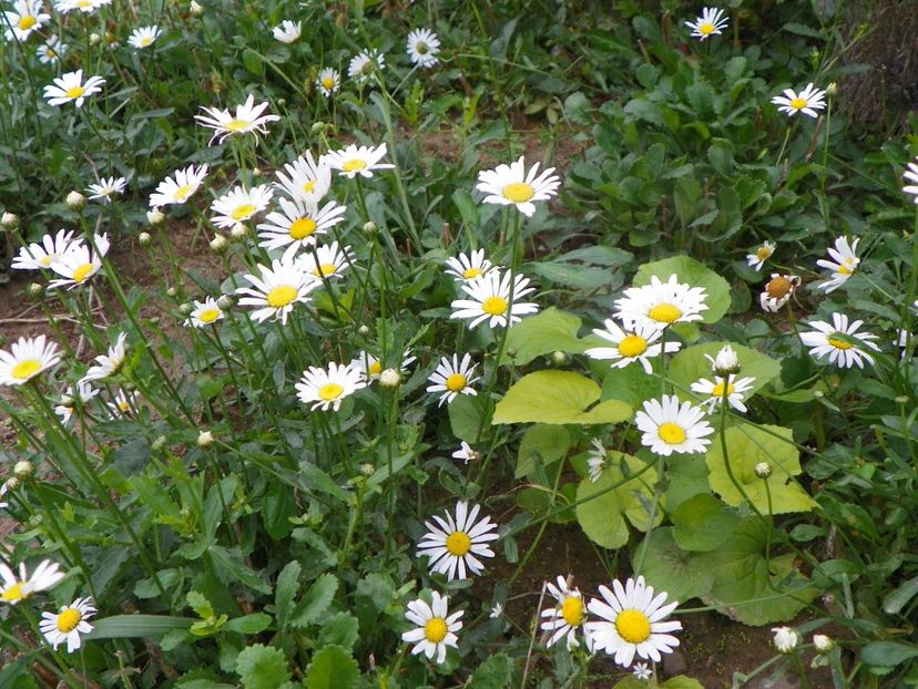 margarete - Dobarland 2019 3