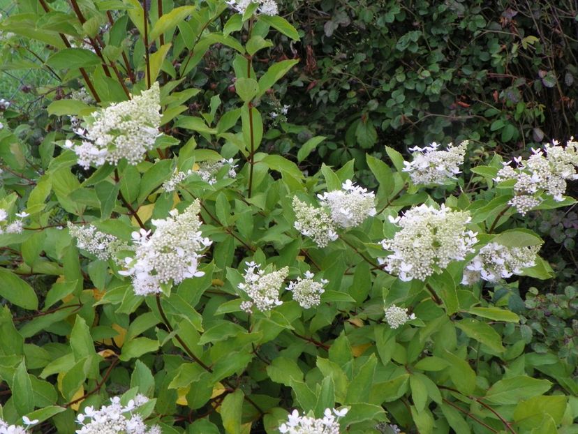 hydrangea pan. Grandiflora - Dobarland 2019 3