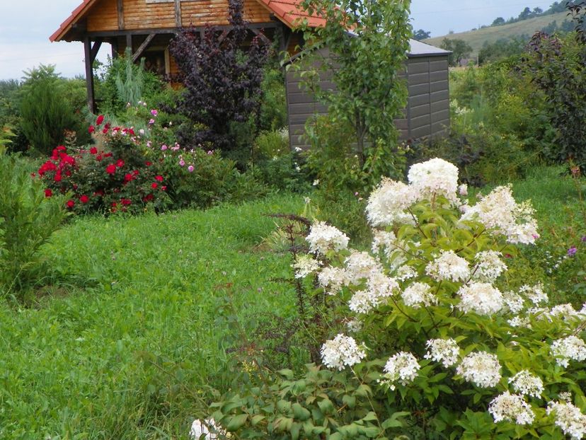 hydrangea pan. Phantom - Dobarland 2019 3