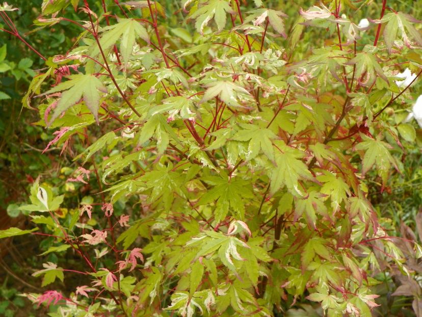 acer palm. Asahi Zuru - Dobarland 2019 3