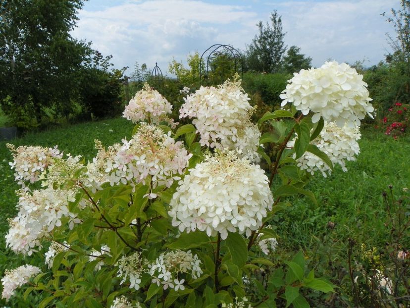 hydrangea pan. Phantom - Dobarland 2019 3
