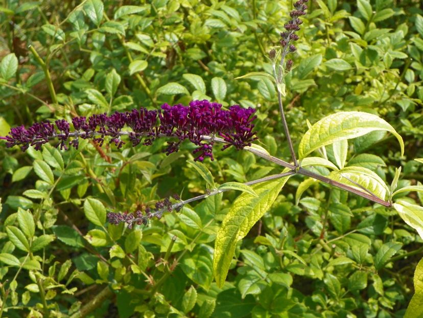 buddleja Santana - Dobarland 2019 3