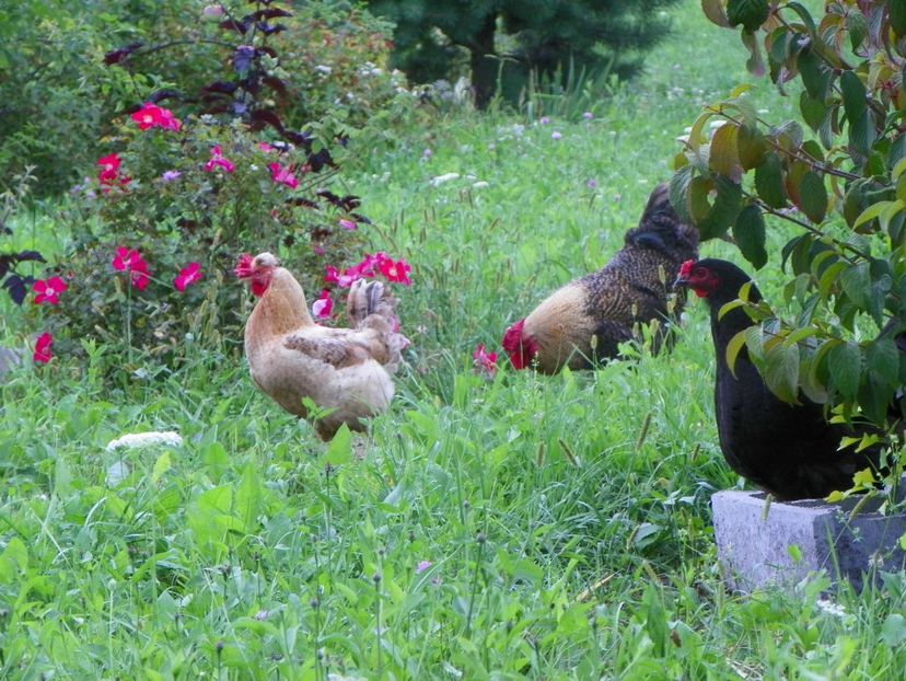 3 aug (247) - Dobarland 2019 3