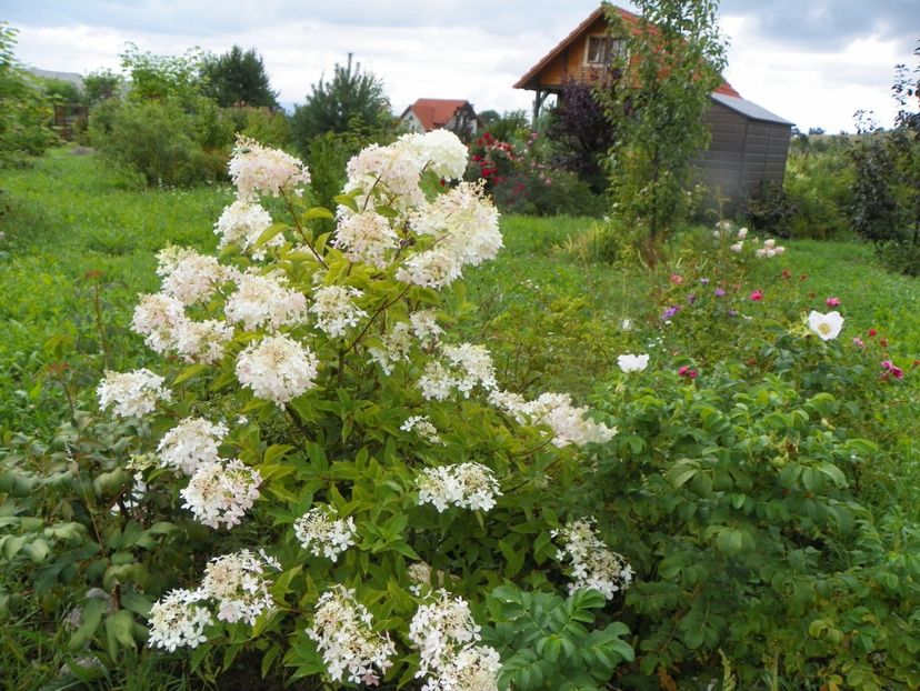 hydrangea pan. Phantom - Dobarland 2019 3